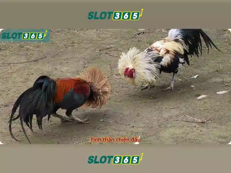 Slot365: Trải nghiệm casino trực tuyến đa dạng và an toàn Giao diện nhà cái hoàn hảo