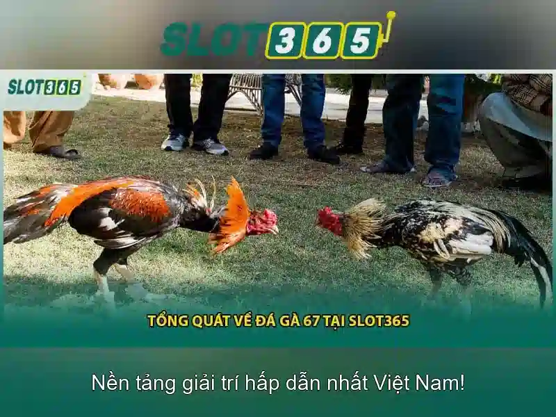Slot365: Ưu đãi, khuyến mãi và chương trình thành viên