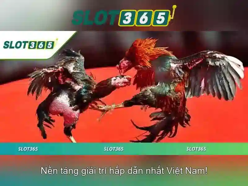 Nền tảng và trải nghiệm người dùng