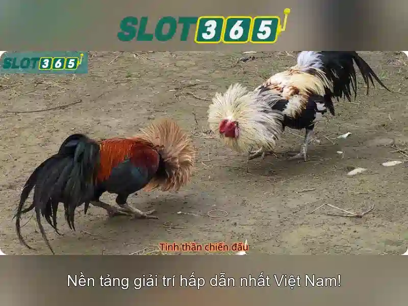 Giao diện nhà cái hoàn hảo